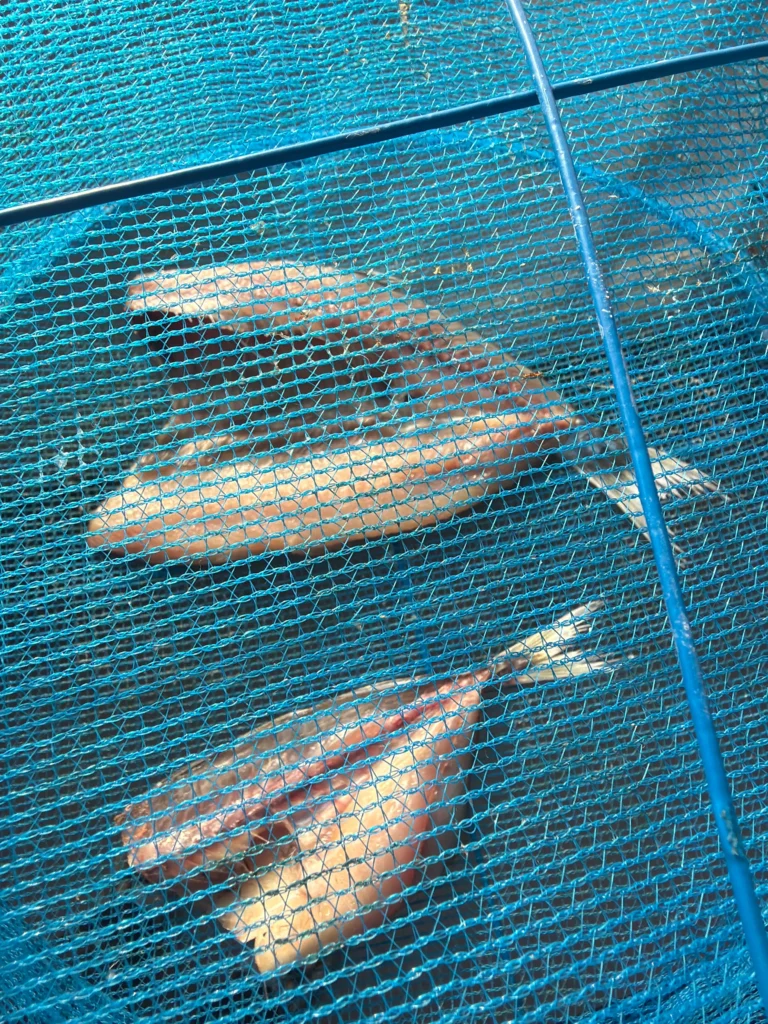 ニシン(上)とアジをベランダで18時間干した状態。ChatGPTに送ると、オーケーをもらいました